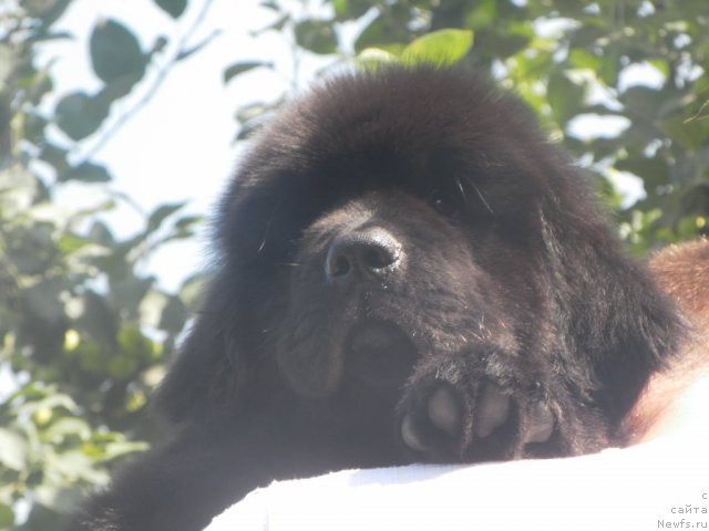 Фото: ньюфаундленд Би Перфект Адеми