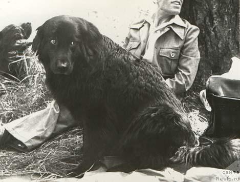 Фото: ньюфаундленд Кайра Бей