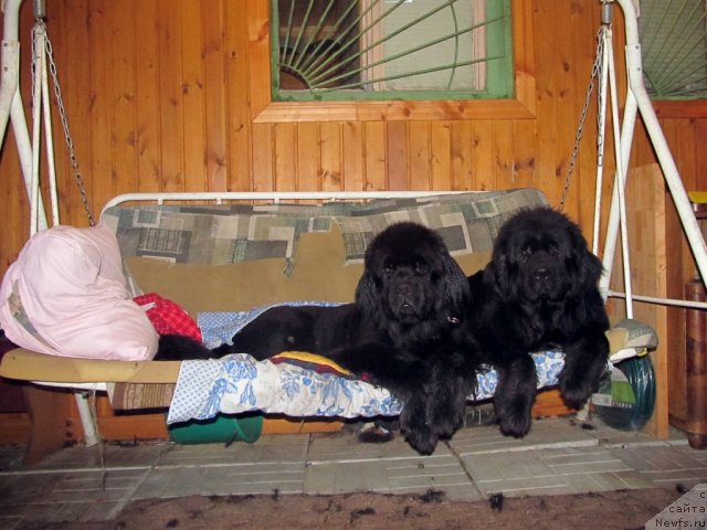 Фото: Кутя и Яша