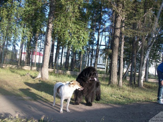 Фото: ньюфаундленд Карат из Медвежьего Яра (Karat iz Medvejyego Yara)