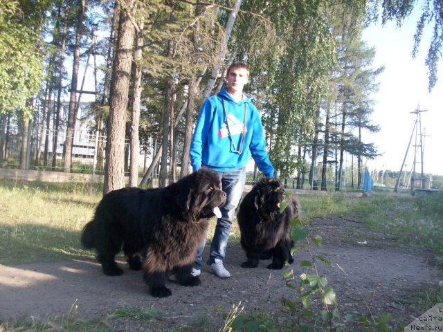 Фото: ньюфаундленд Карат из Медвежьего Яра (Karat iz Medvejyego Yara), ньюфаундленд Ярада из Сибирской Глубинки (Yarada iz Sibirskoy Glubinki)