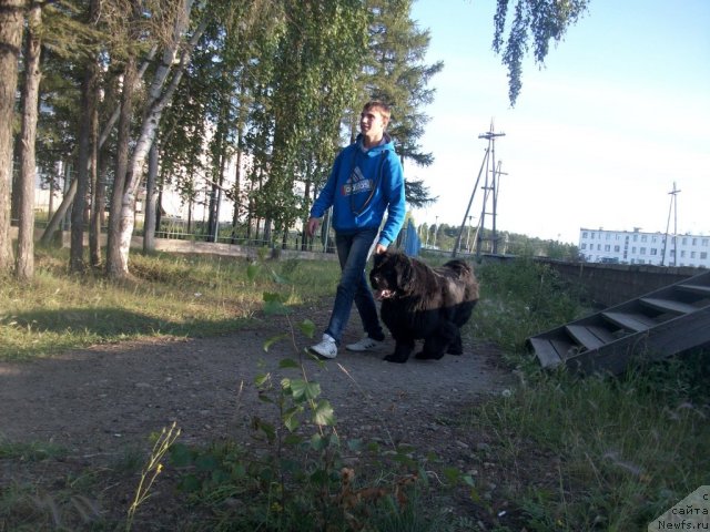 Фото: ньюфаундленд Ярада из Сибирской Глубинки (Yarada iz Sibirskoy Glubinki)