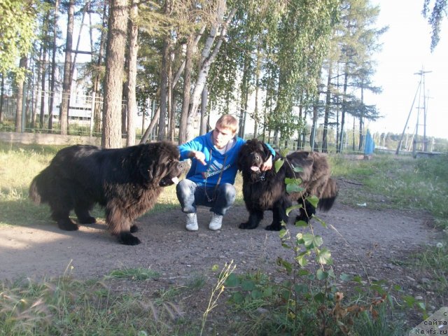 Фото: ньюфаундленд Карат из Медвежьего Яра (Karat iz Medvejyego Yara), ньюфаундленд Ярада из Сибирской Глубинки (Yarada iz Sibirskoy Glubinki)