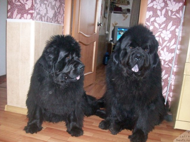 Фото: ньюфаундленд Ярада из Сибирской Глубинки (Yarada iz Sibirskoy Glubinki), ньюфаундленд Карат из Медвежьего Яра (Karat iz Medvejyego Yara)