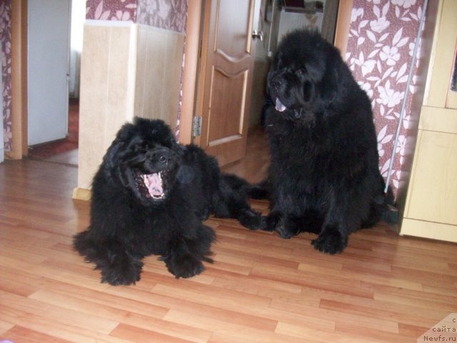 Фото: ньюфаундленд Ярада из Сибирской Глубинки (Yarada iz Sibirskoy Glubinki), ньюфаундленд Карат из Медвежьего Яра (Karat iz Medvejyego Yara)