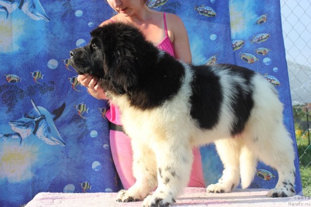 Фото: ньюфаундленд Искушение Моей Души (Iskushenie Moey Dushi)