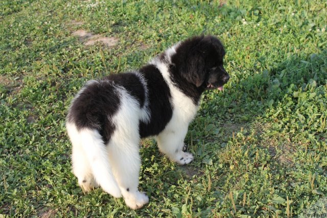 Фото: ньюфаундленд Искушение Моей Души (Iskushenie Moey Dushi)