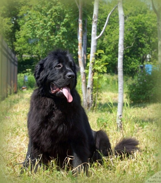 Фотография № 101231