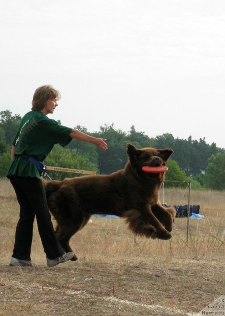Фото: ньюфаундленд Черный Шарм Ангельская Красота (Chernyi Sharm Angel'skaya Krasota)