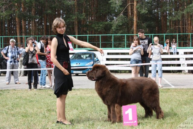 Фото: ньюфаундленд Черный Шарм Ангельская Красота (Chernyi Sharm Angel'skaya Krasota)
