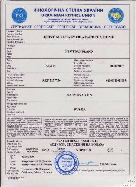 Фото: ньюфаундленд Drive Me Crazy of Apachee's Home