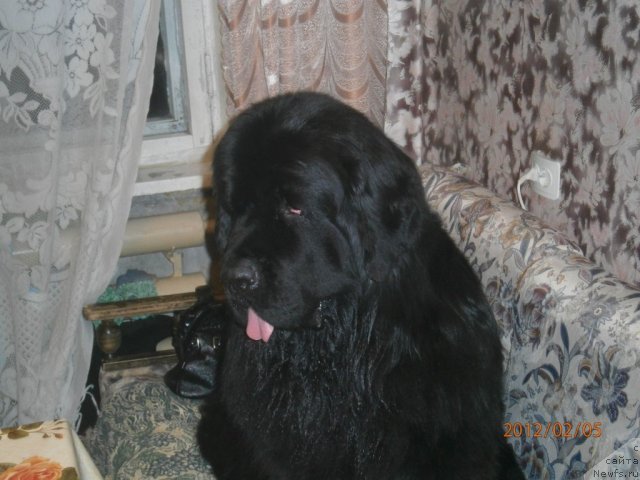 Фото: ньюфаундленд Орман из Золотого Треугольника