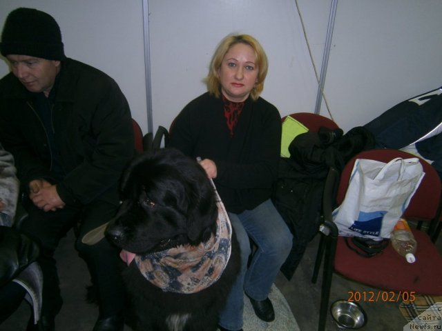 Фото: ньюфаундленд Орман из Золотого Треугольника