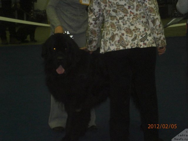 Фото: ньюфаундленд Орман из Золотого Треугольника