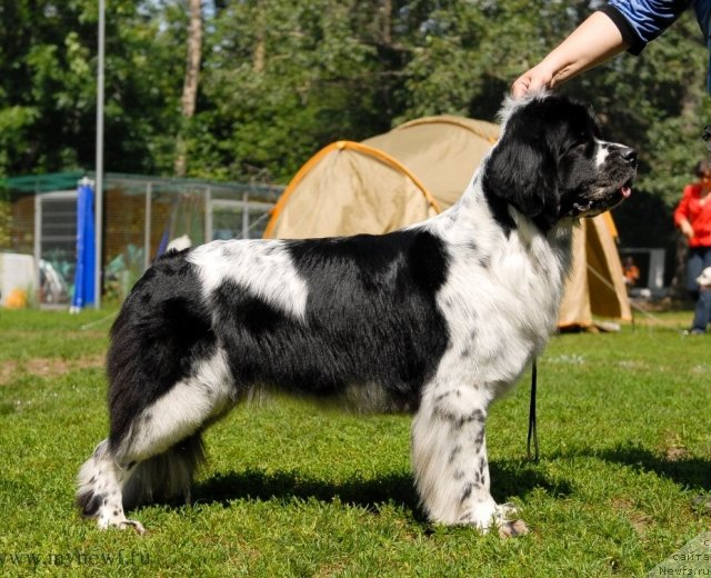 Фотография № 101259