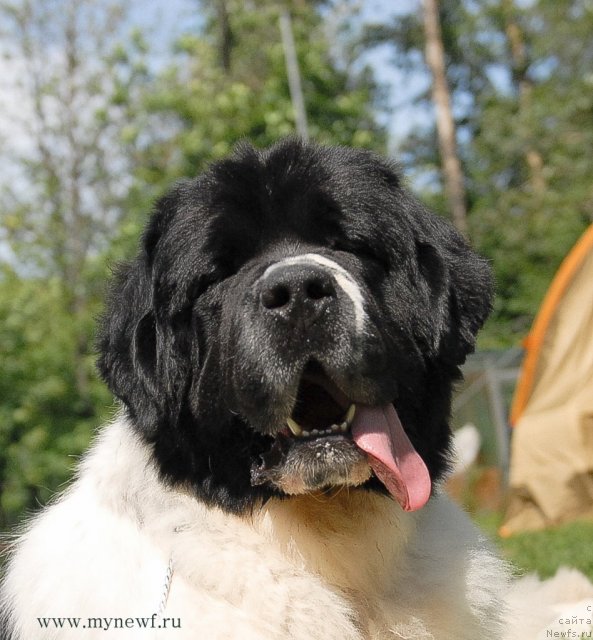 Фотография № 101263