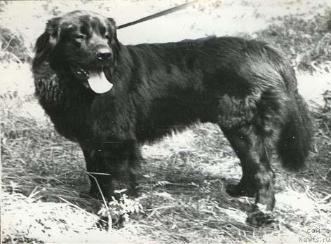 Фото: ньюфаундленд Корсар Кей