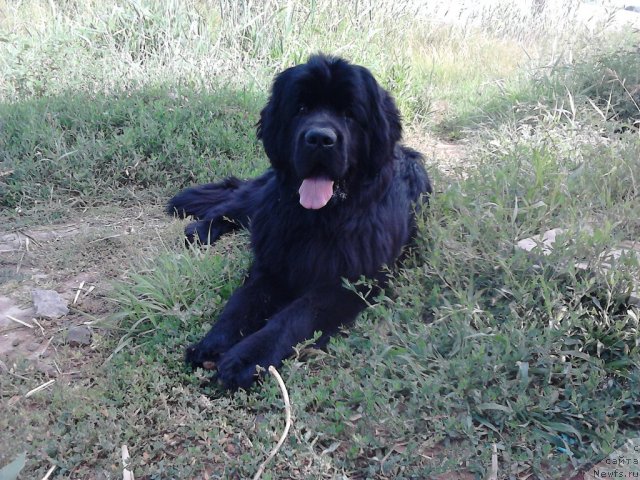 Фото: ньюфаундленд Вом Ватерфалл Лэнд Ай Тодор (Vom Waterfall Land Ay Todor), Елена Горбунова