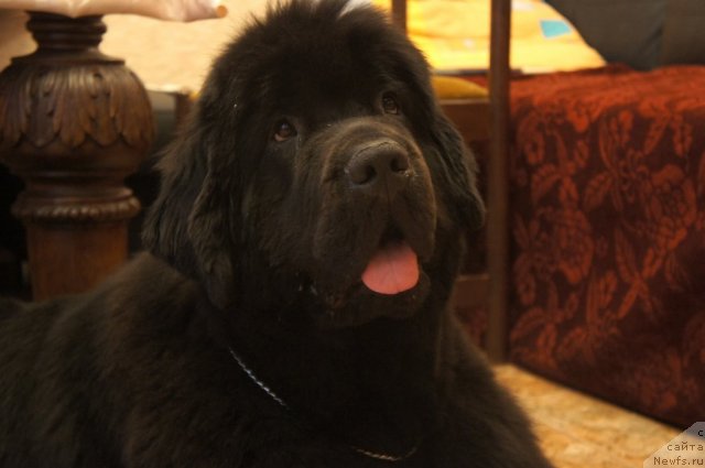 Фото: ньюфаундленд Смигар Грейт Саксэс