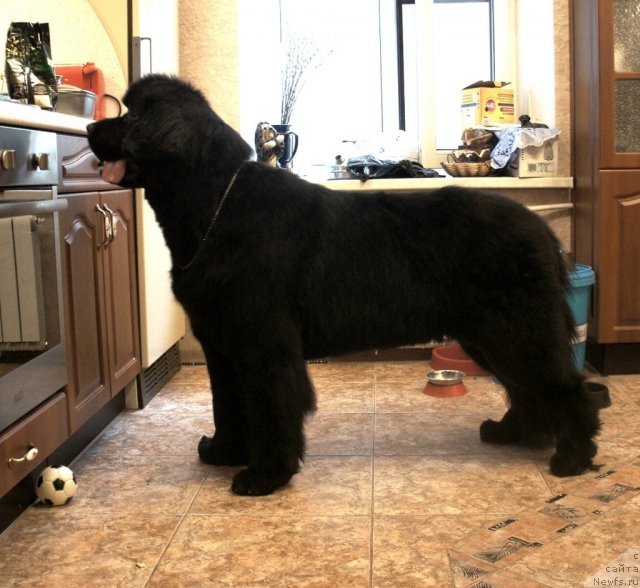 Фотография № 101302