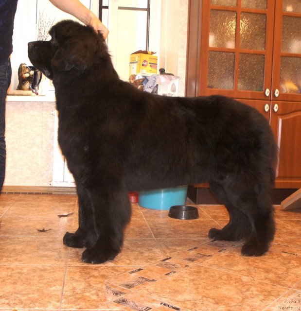 Фотография № 101305