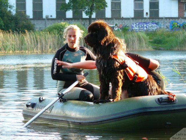 Фото: ньюфаундленд Ньюфорт Прадо