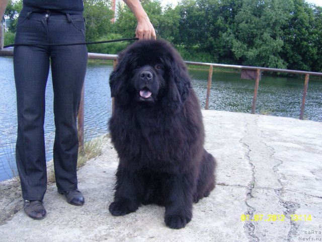 Фото: ньюфаундленд Адель Аноис (Adel Anois)