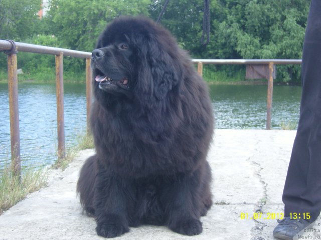 Фото: ньюфаундленд Адель Аноис (Adel Anois)