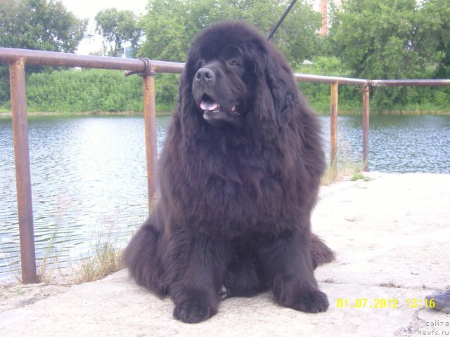 Фото: ньюфаундленд Адель Аноис (Adel Anois)