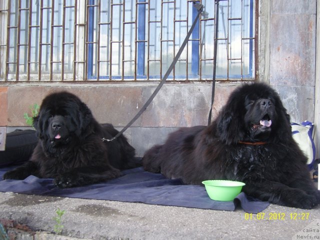 Фото: ньюфаундленд Анджело Орсо Церера (Angelo Orso Cerera), ньюфаундленд Адель Аноис (Adel Anois)