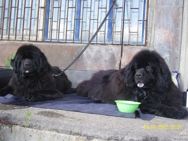 Фото: ньюфаундленд Анджело Орсо Церера (Angelo Orso Cerera), ньюфаундленд Адель Аноис (Adel Anois)