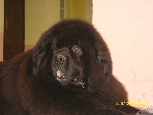 Фото: ньюфаундленд Адель Аноис (Adel Anois)