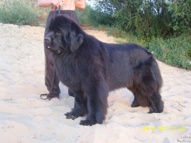 Фото: ньюфаундленд Анджело Орсо Церера (Angelo Orso Cerera)