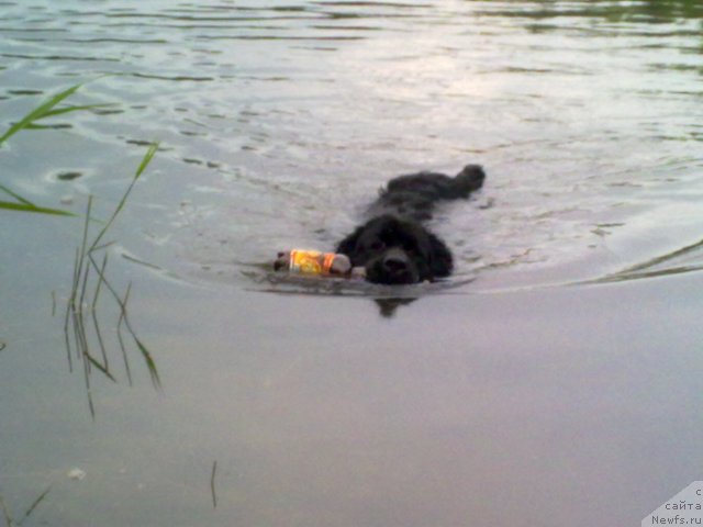 Фото: ньюфаундленд Великий Медведь Загадка