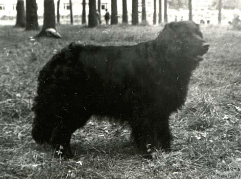 Фото: ньюфаундленд Чародейка