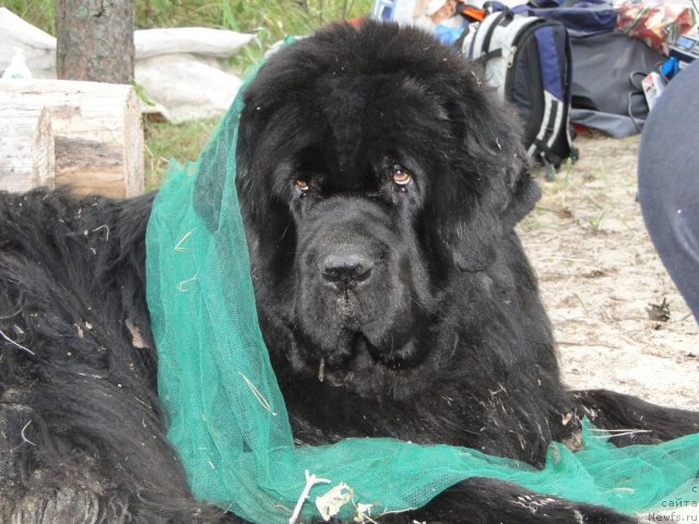 Фото: ньюфаундленд Баловень Судьбы