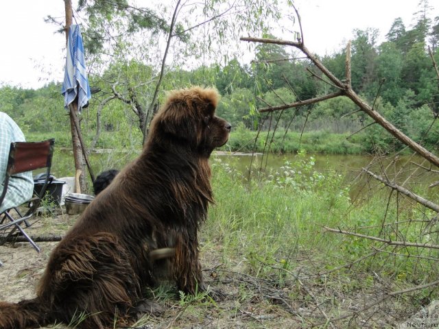 Фото: ньюфаундленд Бархатка Роскошная