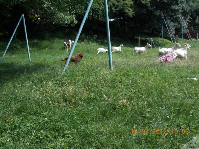 Фотография № 101426