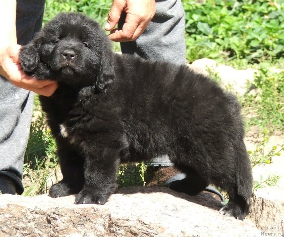 Фото: ньюфаундленд Плюшевая Панда Циннамон Сугар (Plushevaya Panda Cinnamon Sugar)