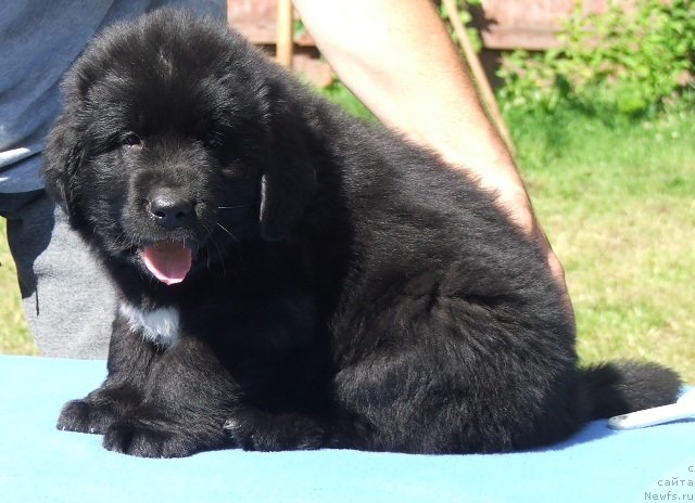 Фото: ньюфаундленд Плюшевая Панда Центре Стаге (Plushevaya Panda Centre Stage)