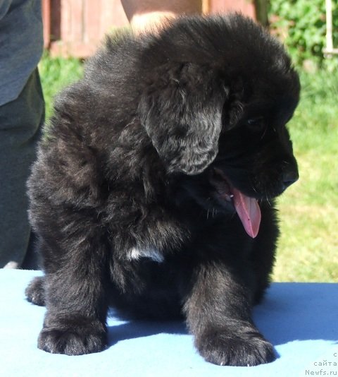 Фото: ньюфаундленд Плюшевая Панда Центавр Онли фо Ю (Plushevaya Panda Centaurus Onley fo Yu)