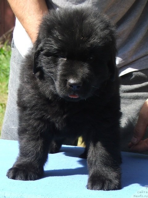 Фото: ньюфаундленд Плюшевая Панда Цой Май Фейворит Мьюзик (Plushevaya Panda Coy My Favorit Music)