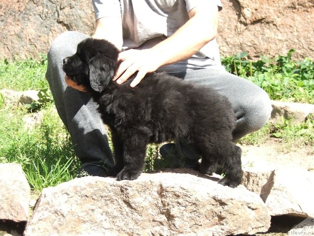 Фото: ньюфаундленд Плюшевая Панда Цой Май Фейворит Мьюзик (Plushevaya Panda Coy My Favorit Music)