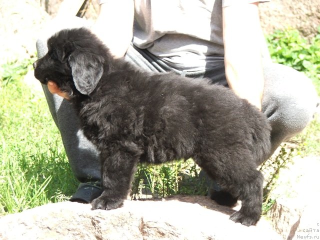 Фото: ньюфаундленд Плюшевая Панда Цой Май Фейворит Мьюзик (Plushevaya Panda Coy My Favorit Music)