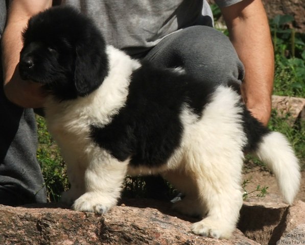 Фото: ньюфаундленд Плюшевая Панда Цитрус Фреш (Plushevaya Panda Citrus Fresh)