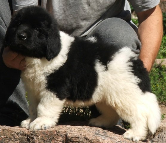 Фото: ньюфаундленд Плюшевая Панда Цитрус Фреш (Plushevaya Panda Citrus Fresh)