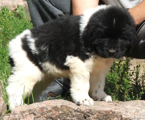 Фото: ньюфаундленд Плюшевая Панда Цитрус Фреш (Plushevaya Panda Citrus Fresh)