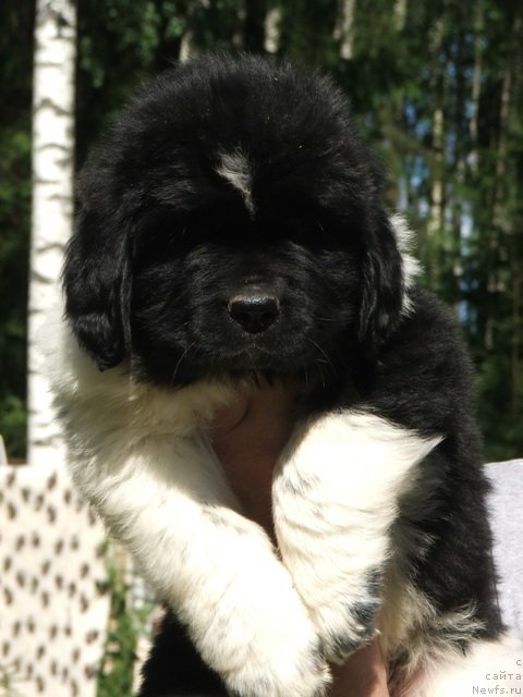 Фото: ньюфаундленд Плюшевая Панда Цаи Шен (Plushevaya Panda Cai Shen)