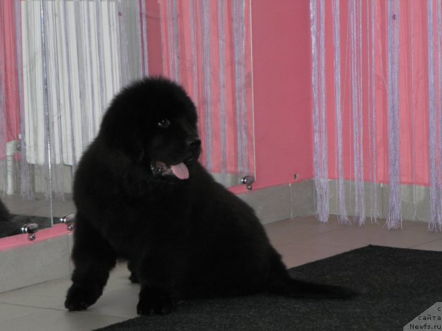 Фото: ньюфаундленд Би Перфект Аскер