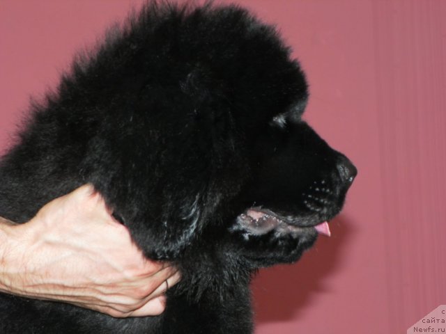 Фото: ньюфаундленд Би Перфект Аскер